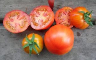 Ультраскороспелые сорта томатов: описание и выращивание