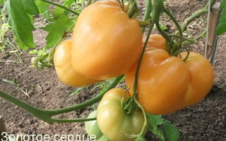 Сорт томатов «Золотое сердце» — описание и характеристики