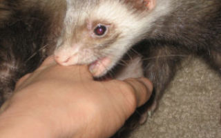 Почему хорьки кусаются, и как их отучить от этого и приучить к рукам