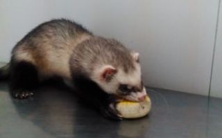 Кастрация и стерилизация хорьков — когда, зачем и почему