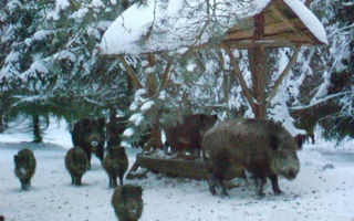 Создаем кормушку для диких кабанов