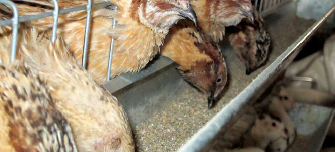 Разведение перепелов в домашних условиях от А до Я — инструкция для начинающих