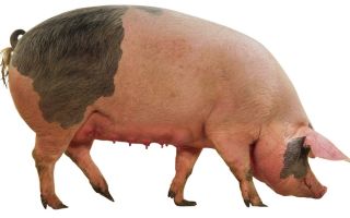 Породы свиней сального направления