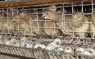 Особенности питания перепелов в домашних условиях