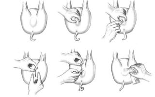 Для чего проводят кастрацию поросят и взрослых свиней