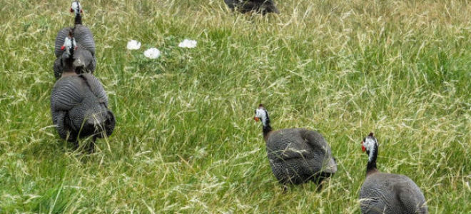 Чем и как кормить цесарок при разведении