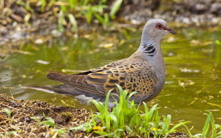 Кто такая горлица и чем эта птица выделяется
