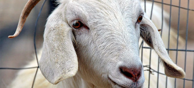 Болезни коз, симптомы и лечение, полный разбор