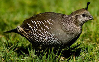 Причины, симптомы и лечение заболеваний у перепелов