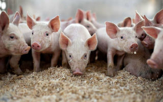 Как подготовить подстилку для свиней