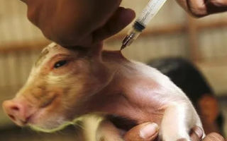 Обнаружение и лечение Цирковирусной инфекции у свиней