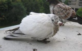 Какие опасные для человека болезни переносят голуби