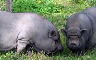 Бизнес на разведении вьетнамских вислобрюхих свиней