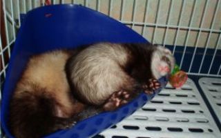 Как приучить гадящего где попало хорька к лотку