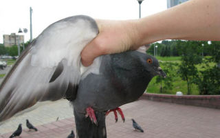 Как и чем поймать голубя