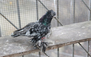 Описание и лечение распространенных болезней у голубей