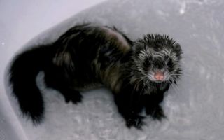 Как в домашних условиях купать хорька