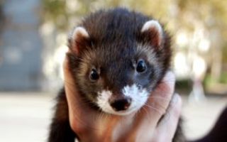 Методика и советы по разведению хорьков в домашних условиях