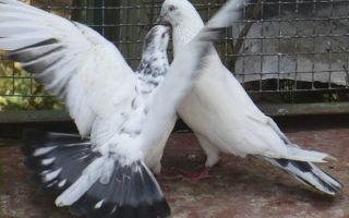 Древние и особенные Иранские голуби — как же их разводить и в чем их особенность