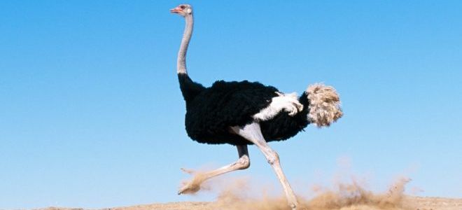 Особенности африканского страуса и его характеристика