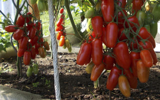 Описание и выращивание томата «Жигало»