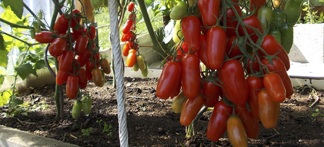 Описание и выращивание томата «Жигало»