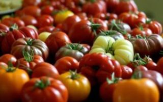 Обзор и характеристики томатов «Японский краб»