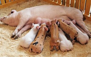 Правильные действия при опоросе свиньи и прочая полезная информация