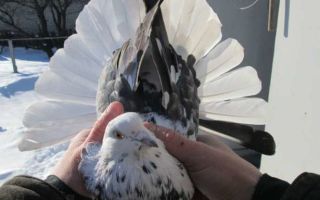 Николаевская порода голубей — парящие в облаках