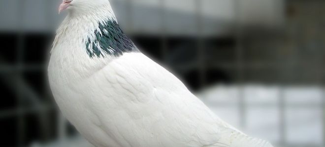 Великолепные русские голуби — пермские гривуны