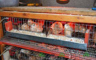 Правила и условия содержания перепелок-несушек в домашних условиях