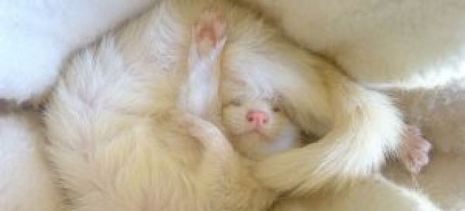 Белый одомашненный хорек