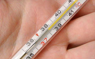 Норма температуры тела хорька и как ее измерить