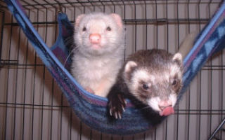 Как сделать гамак для своего хорька из подручных материалов