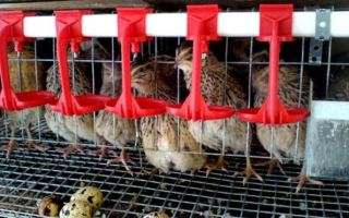 Разбираемся и самостоятельно мастерим поилки для перепелок