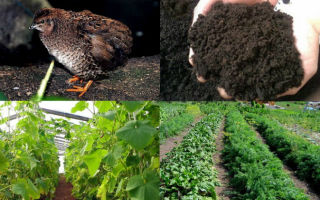 Использование перепелиного помета в качестве удобрения