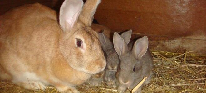 Почему крольчиха не кормит крольчат и как решить проблему