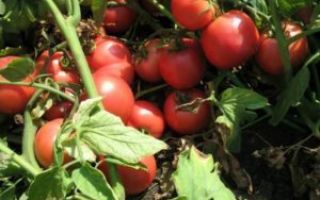 Характеристики и описание томата из Голландии — «Тарпан» F1