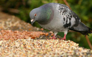 Что едят и чем кормить голубей в домашних условиях и на улице
