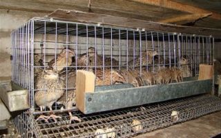 Создание кормушек для перепелов своими руками по инструкции