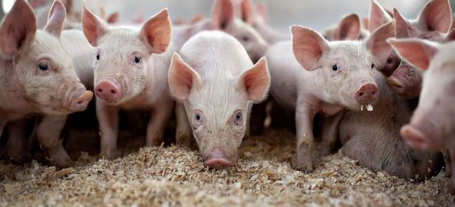 Самая выгодная порода свиней для разведения
