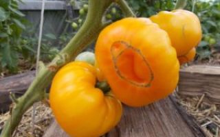 Характеристика и описание томатов «Микадо»