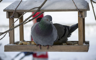 Как сделать кормушку и поилку для голубей своими руками