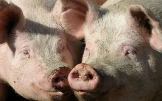 Почему свинья не приходит в охоту