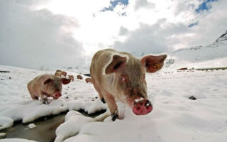 Как содержать свиней в зимнее время