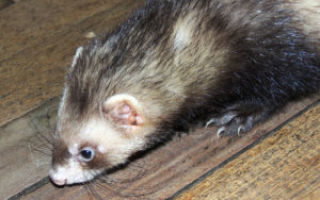 Почему от хорька исходит запах, и как его устранить