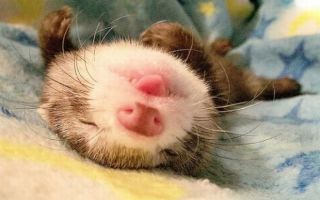 Как долго спят хорьки