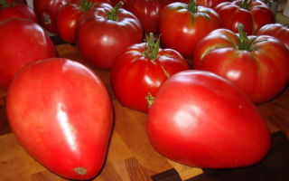 Описание и выращивание томата «Кардинал»