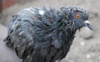 Симптомы и лечение Орнитоза у голубей