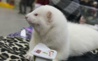 Какие витамины требуются хорькам и из чего их брать